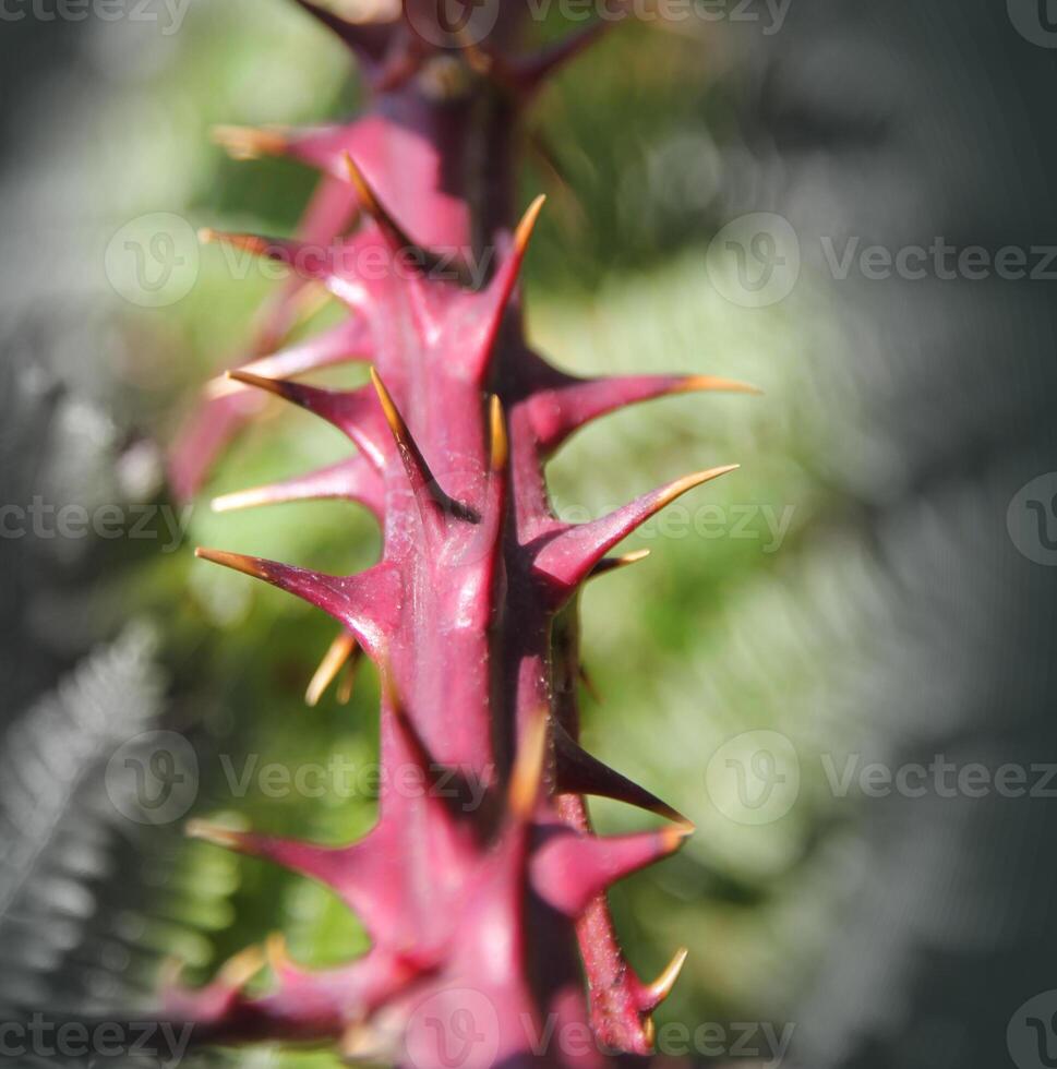A close up of a blackberry branch. Very prickly photo