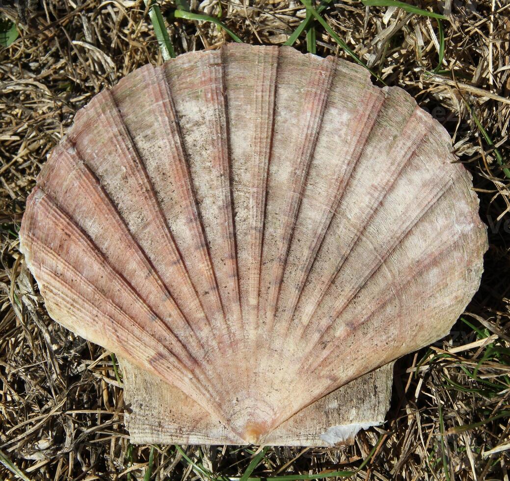 A single scallop shell or seashell photo
