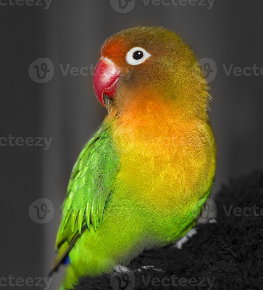 A close up of a cute fisheri lovebird. The bird is green, yellow and red. photo
