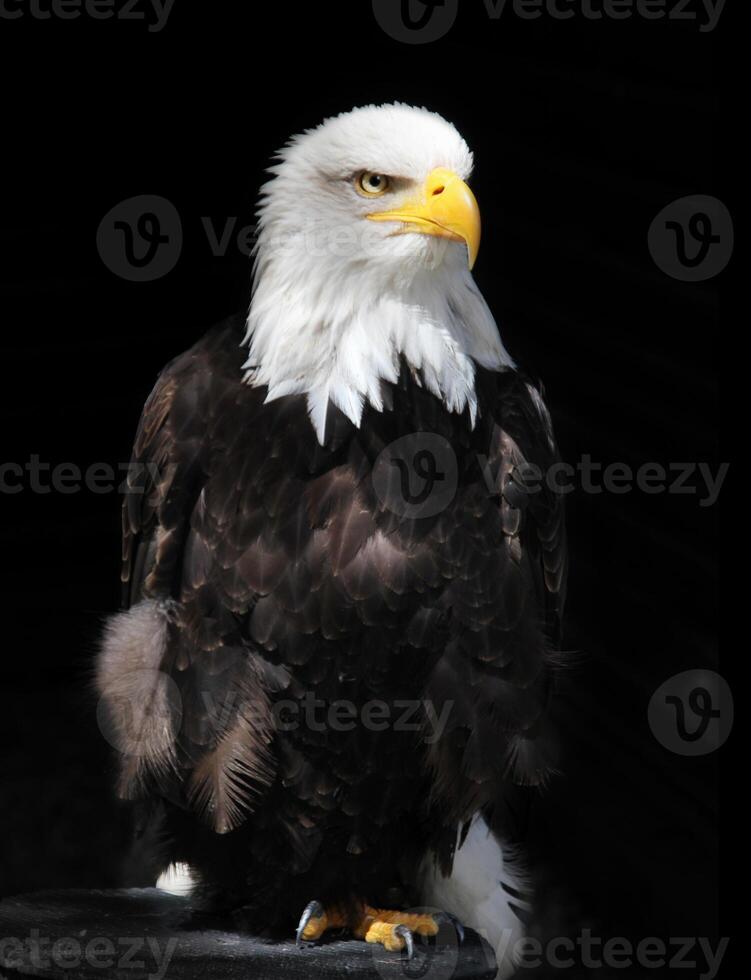 A portrait up of a bald eagle. His head is white and his huge beak is yellow. The background is dark so his pretty white head is standing out beautifully photo