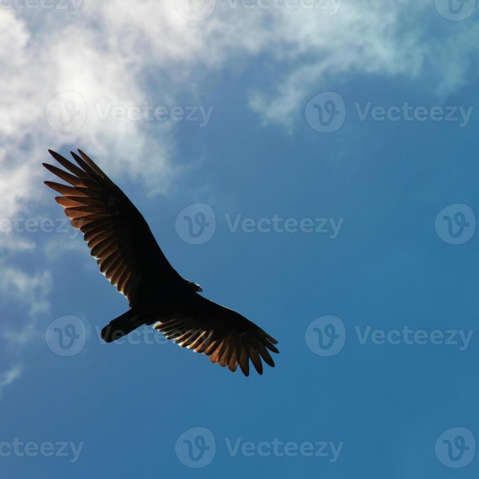 A vulture flying against a blue sky with light clouds photo