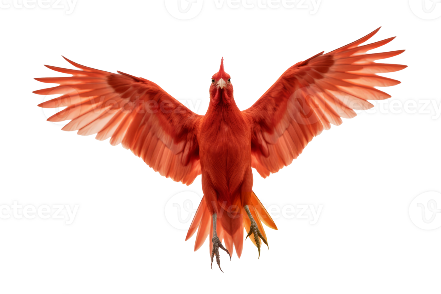 Front view, a red Liver bird is spreading its wings and flying, isolated on transparent background png