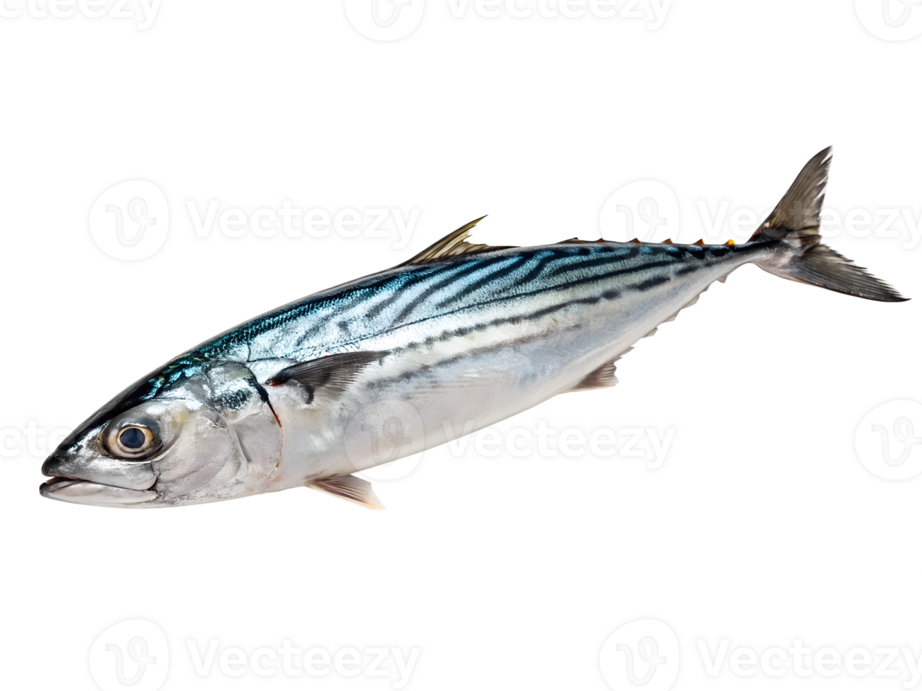 A small bonito with shimmering silver and dark blue stripes, isolated on a transparent background png