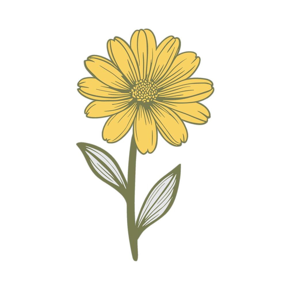 hand draw Illustration of Buttercup on White vector