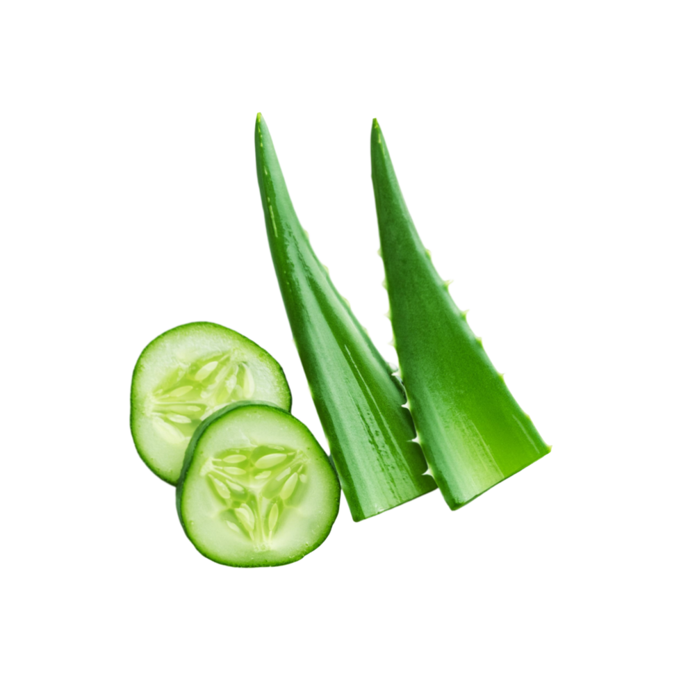 Aloe vera leaf with cucumber slices on transparent background png