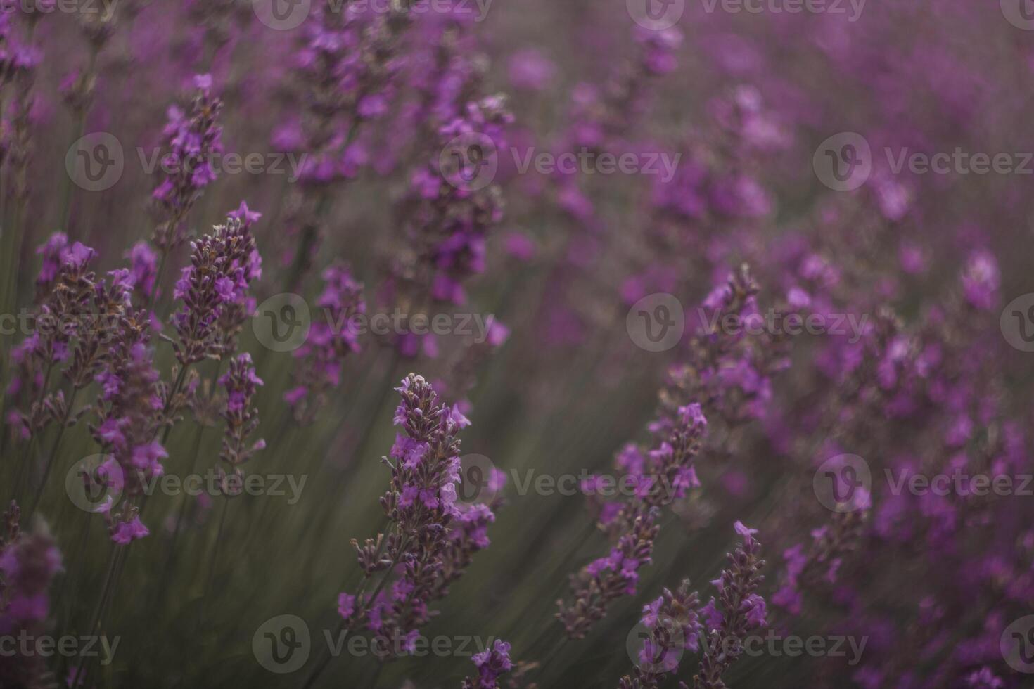 Lavender field blooming with soft purple flowers, generating serene landscape ideal for wellness and relaxation themes photo