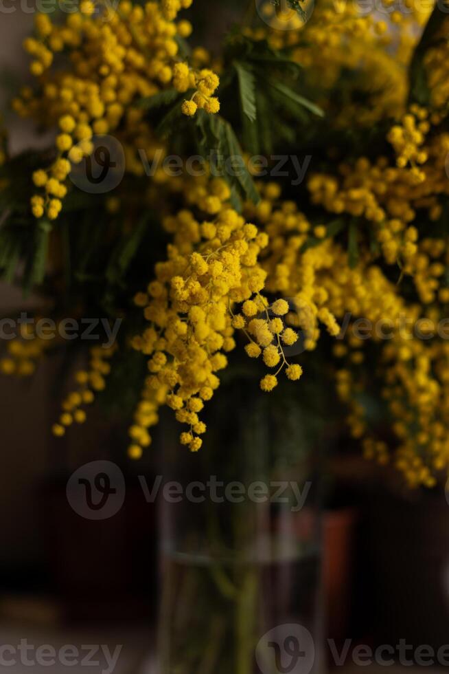 Bright yellow mimosa flowers in full bloom in glass vase on the table photo