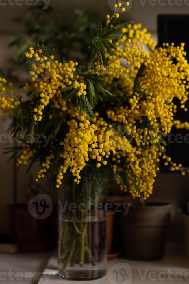 Yellow mimosa flowers in full bloom in glass vase on the table. Soft, fluffy blossoms cover the branches photo