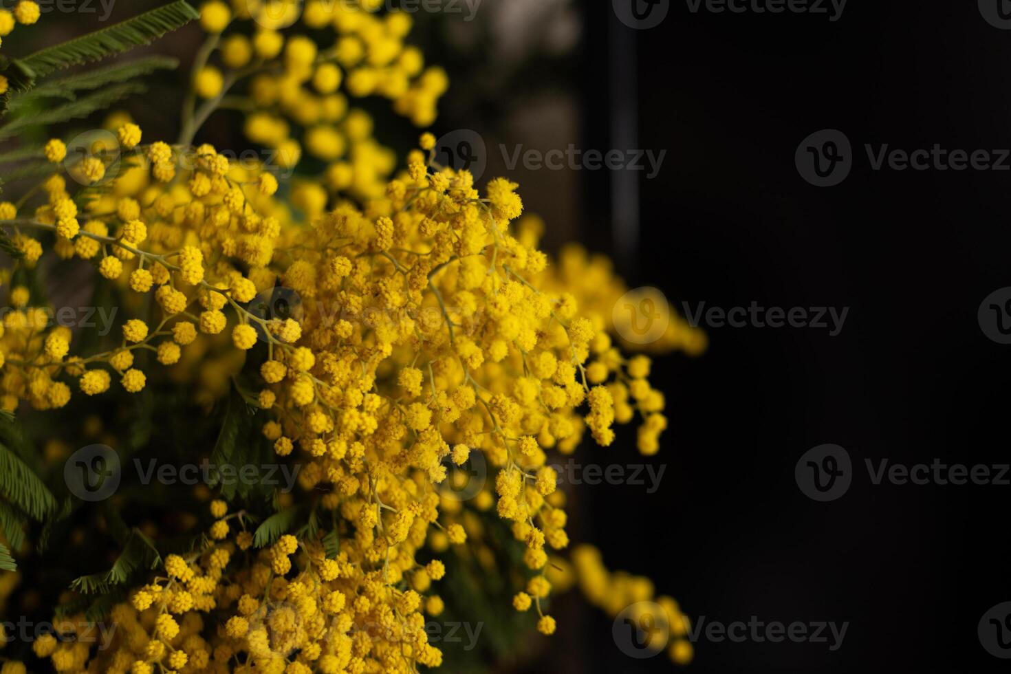 Bright yellow mimosa flowers in full bloom. Ideal for spring designs, greeting cards, floral backgrounds photo