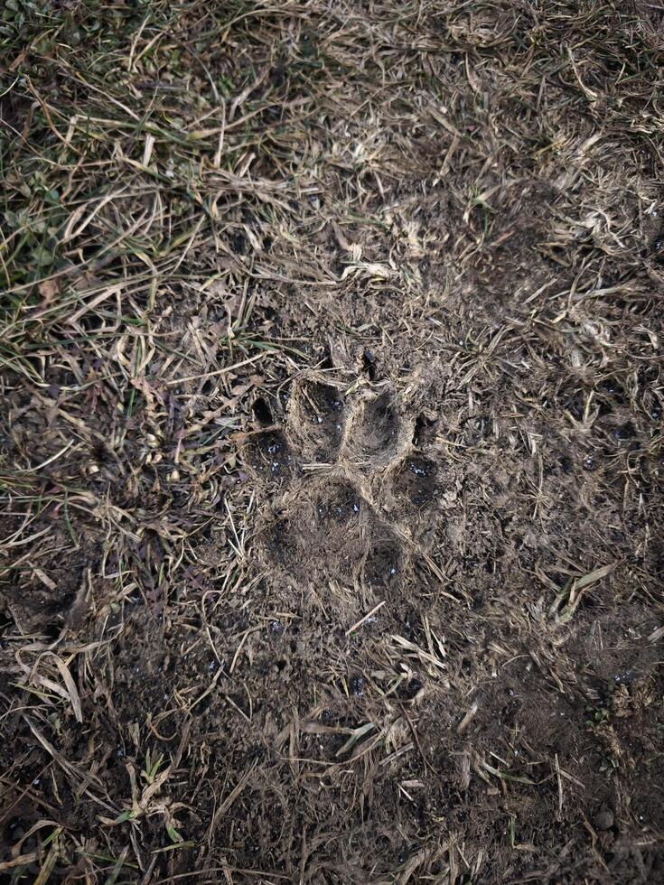 Detailed view of a muddy animal paw print on a forest trail in prague, czechia, showcasing the intricate details of nature and wildlife park Klicov photo
