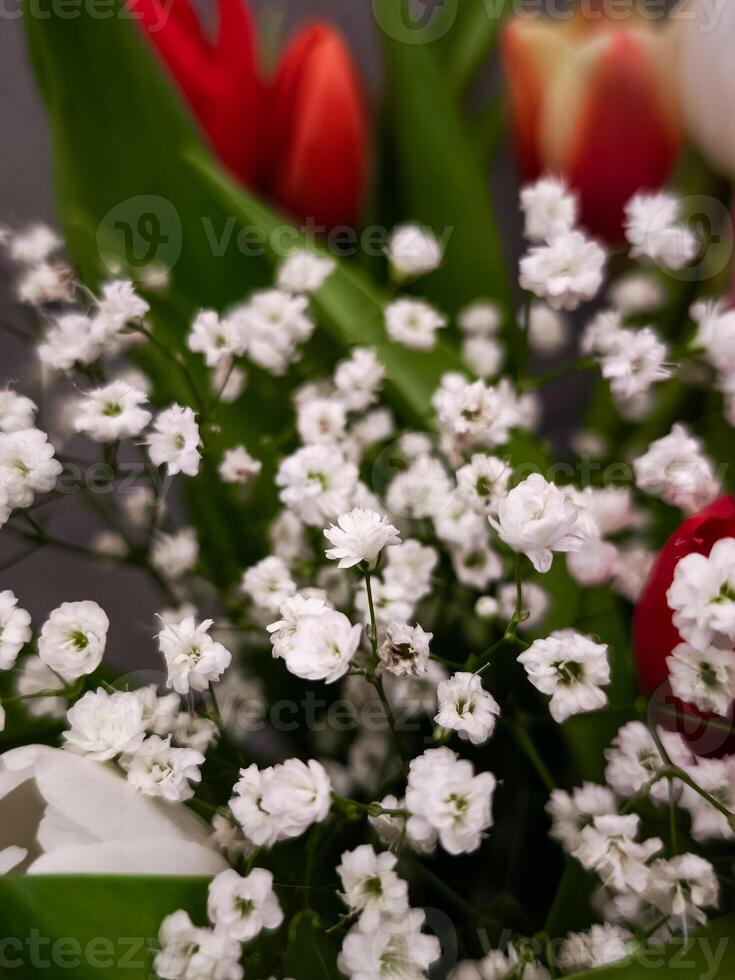 Delicate white gypsophila softening vibrant tulips, creating elegant contrast within lush spring bouquet arrangement for Mother's Day Valentines photo