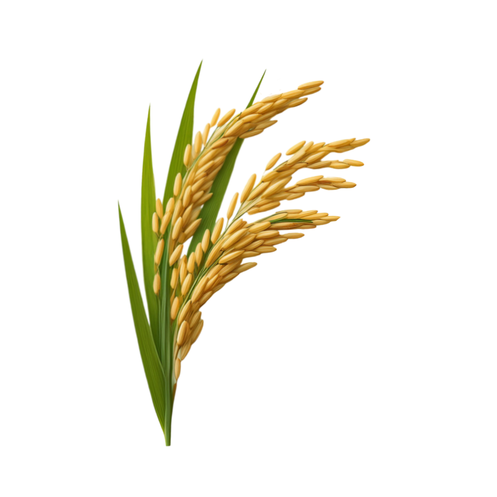 Realistic rice plant branch on transparent background png