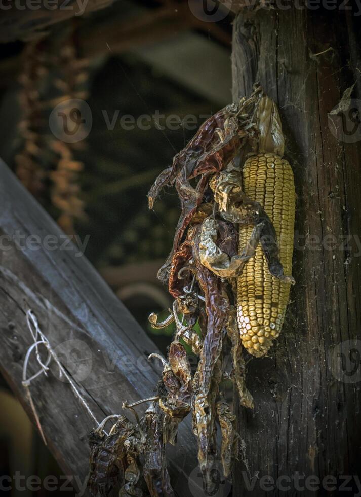 Dry corn and peppers in an old barn in the countryside photo