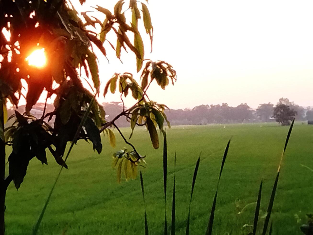 A view of the sunset from a field photo