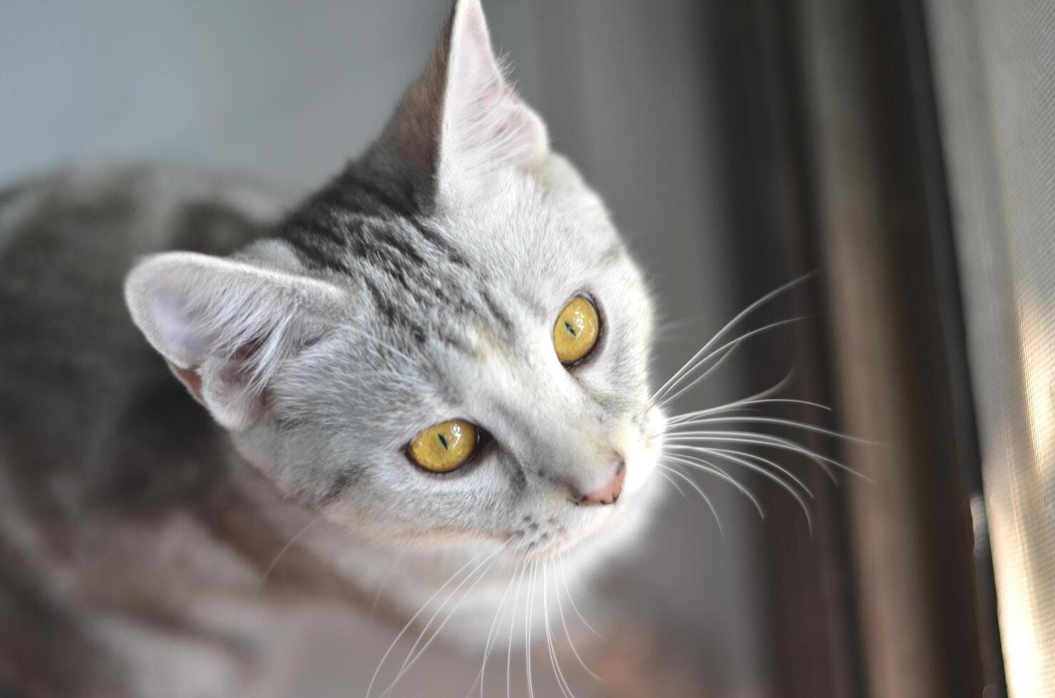 A gray cat with yellow eyes looking at the camera photo