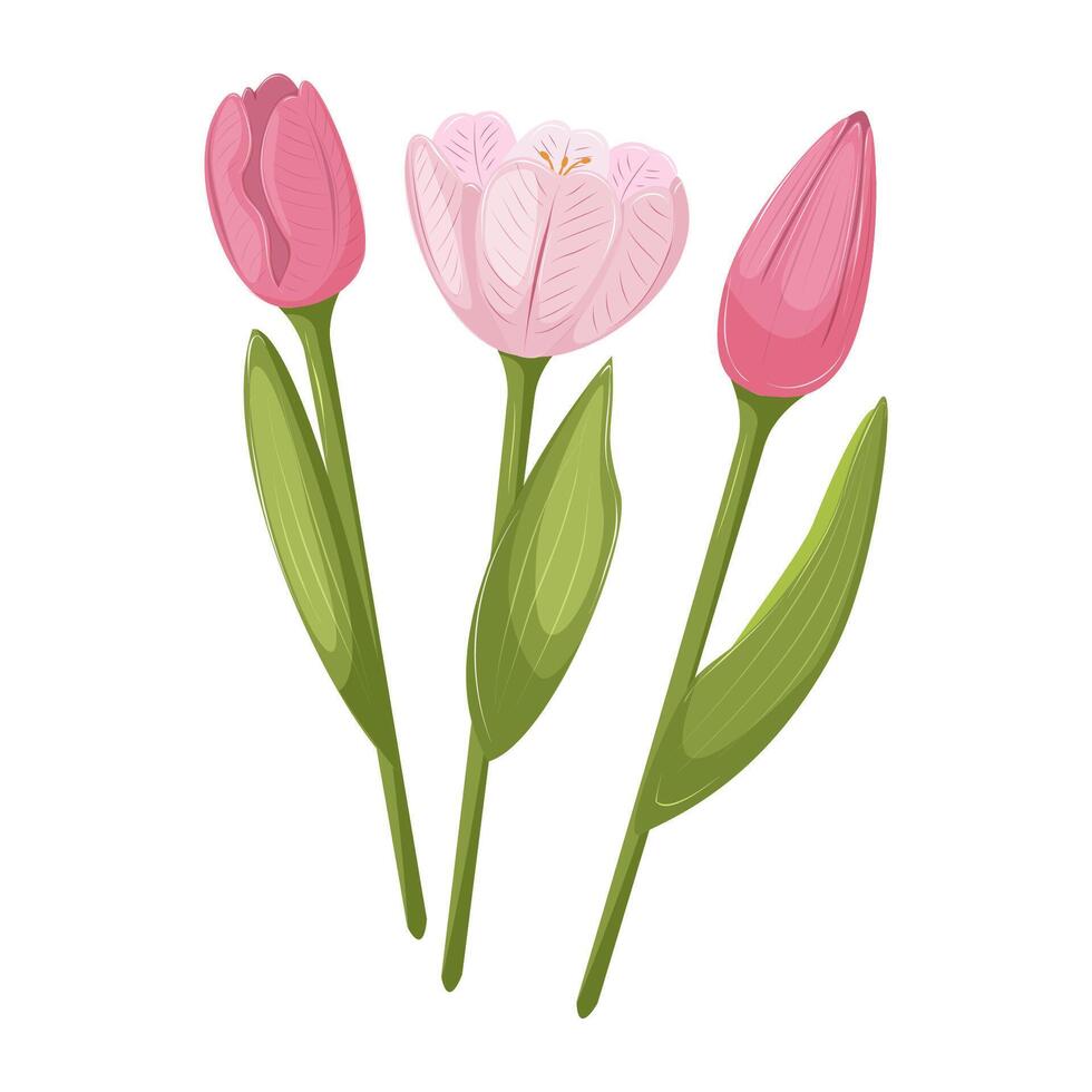 Pink tulips on a white background. Three spring flowers with blossoming buds and leaves. Hand drawn illustration. vector