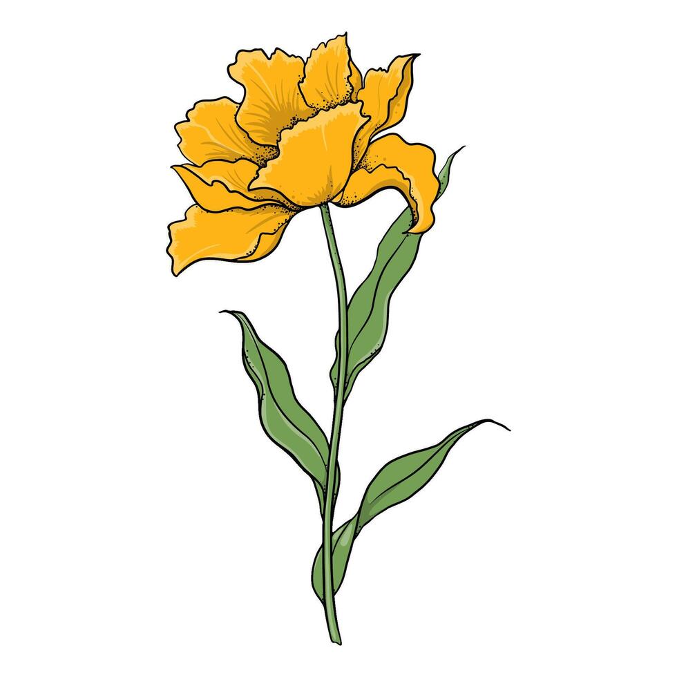 Floral Illustration With Colorful Yellow Tulip vector