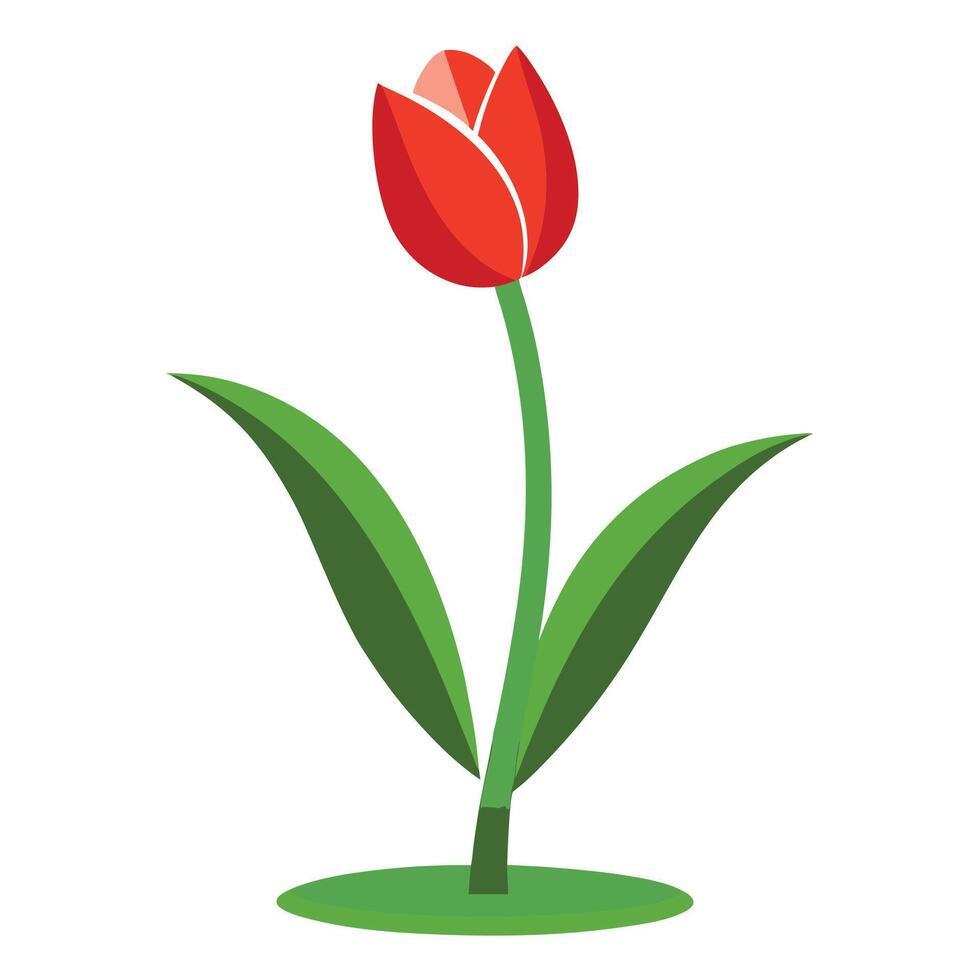 A red tulip flower on a white background vector