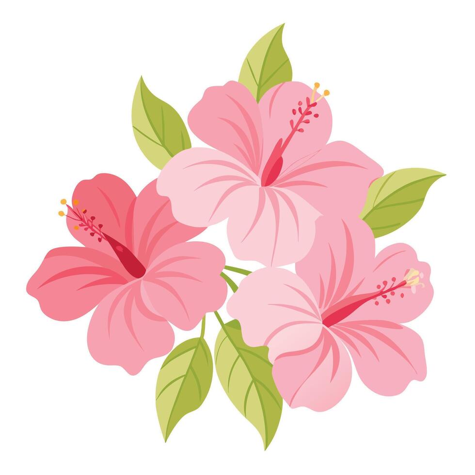 illustration of pink hibiscus flowers isolated on white background vector