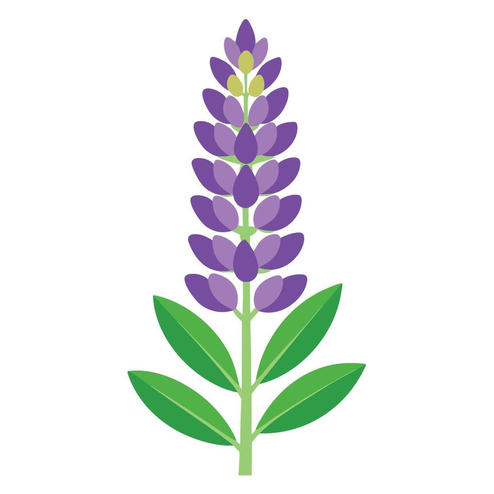 Lupine flower illustration vector