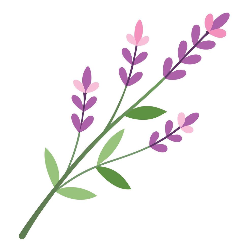 Lavender flowers on a white background vector