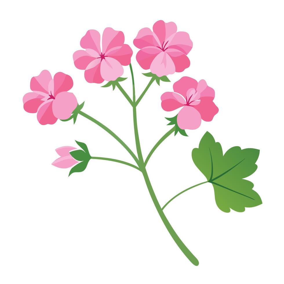 Pink geranium flower vector