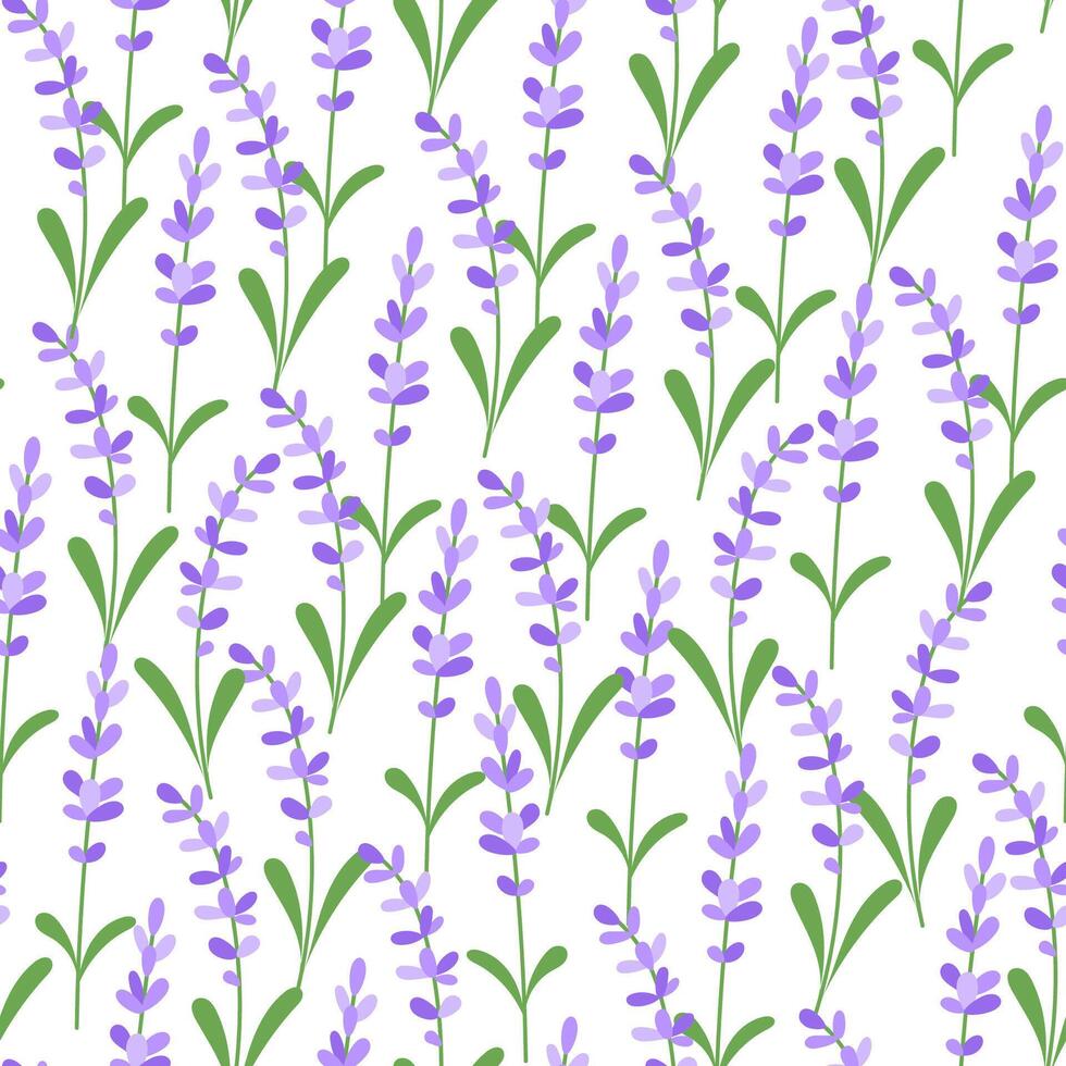 Seamless spring pattern with lavender flowers on white background vector