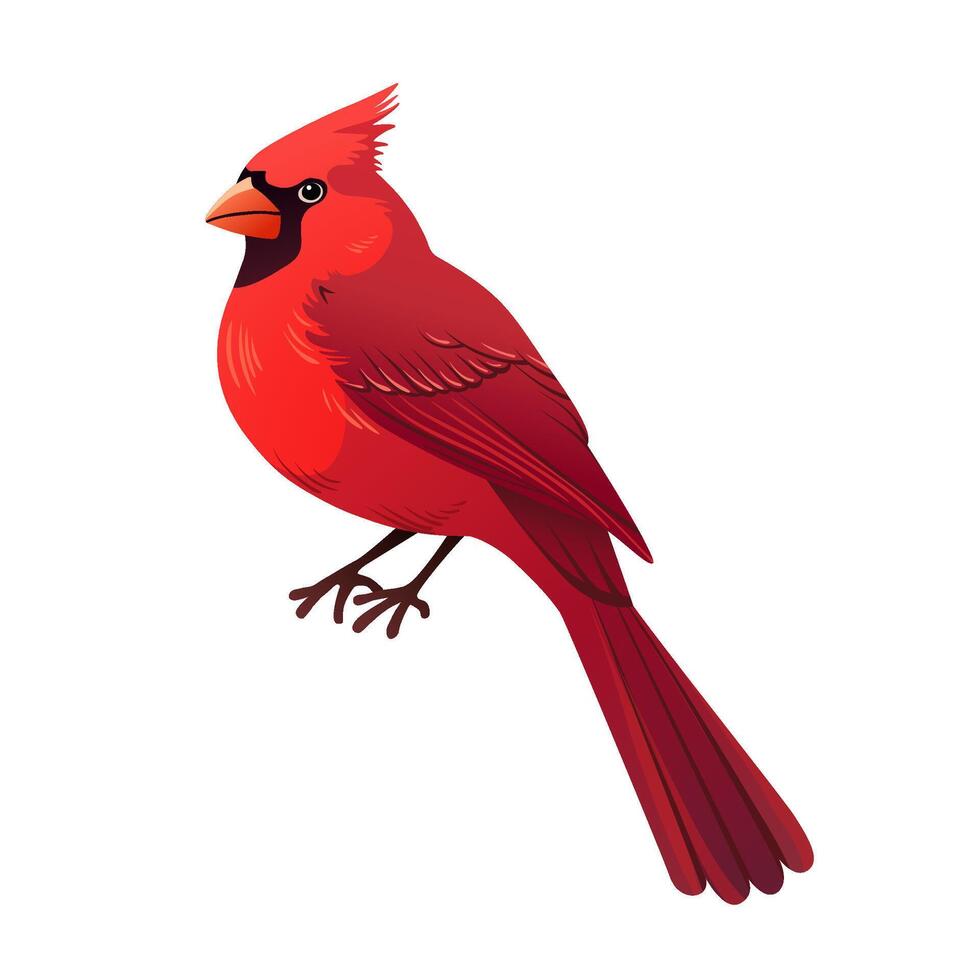 Northern cardinal bird. Red cardinal in a sitting position. Realistic colorful illustration isolated on a white background. vector