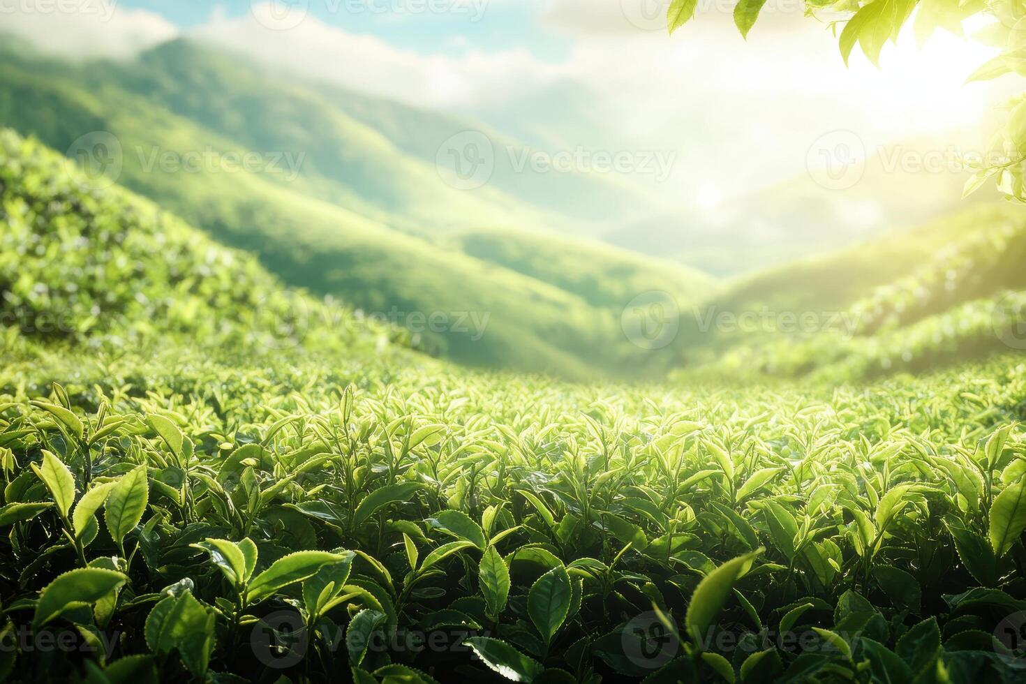 Stunning Green Tea Plantations Offering Space for Text with Gigapixel Standard Quality photo