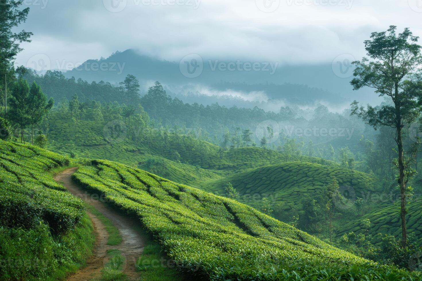 Breathtaking Green Tea Plantations Designed for Informative Text and Presentation Use photo