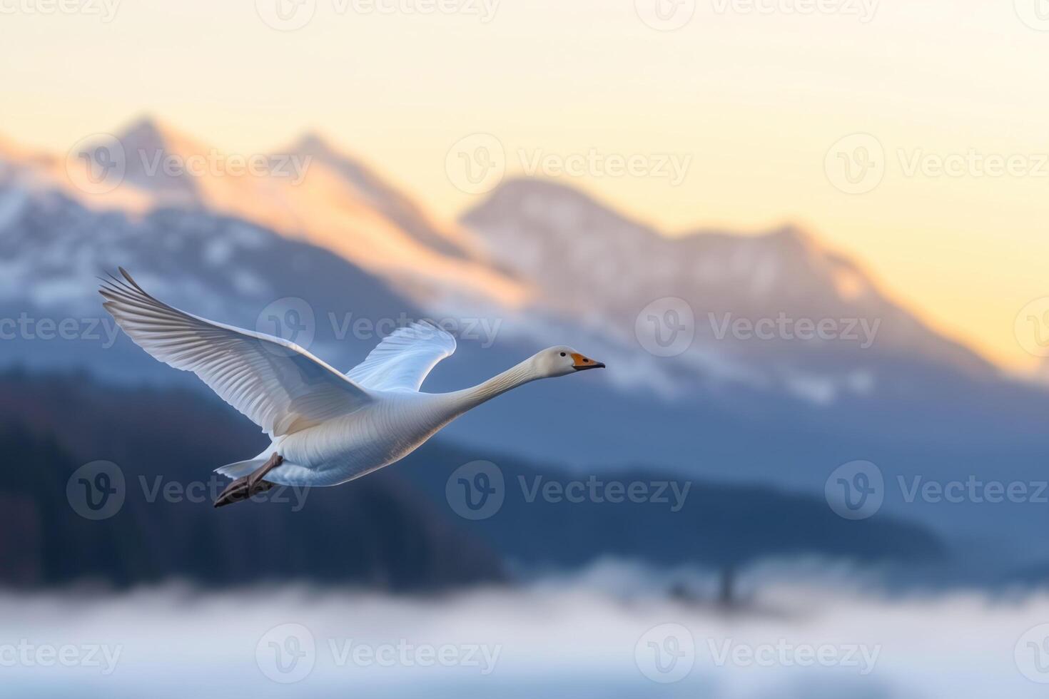 Wild swan in flight over snow covered mountains at sunrise. photo
