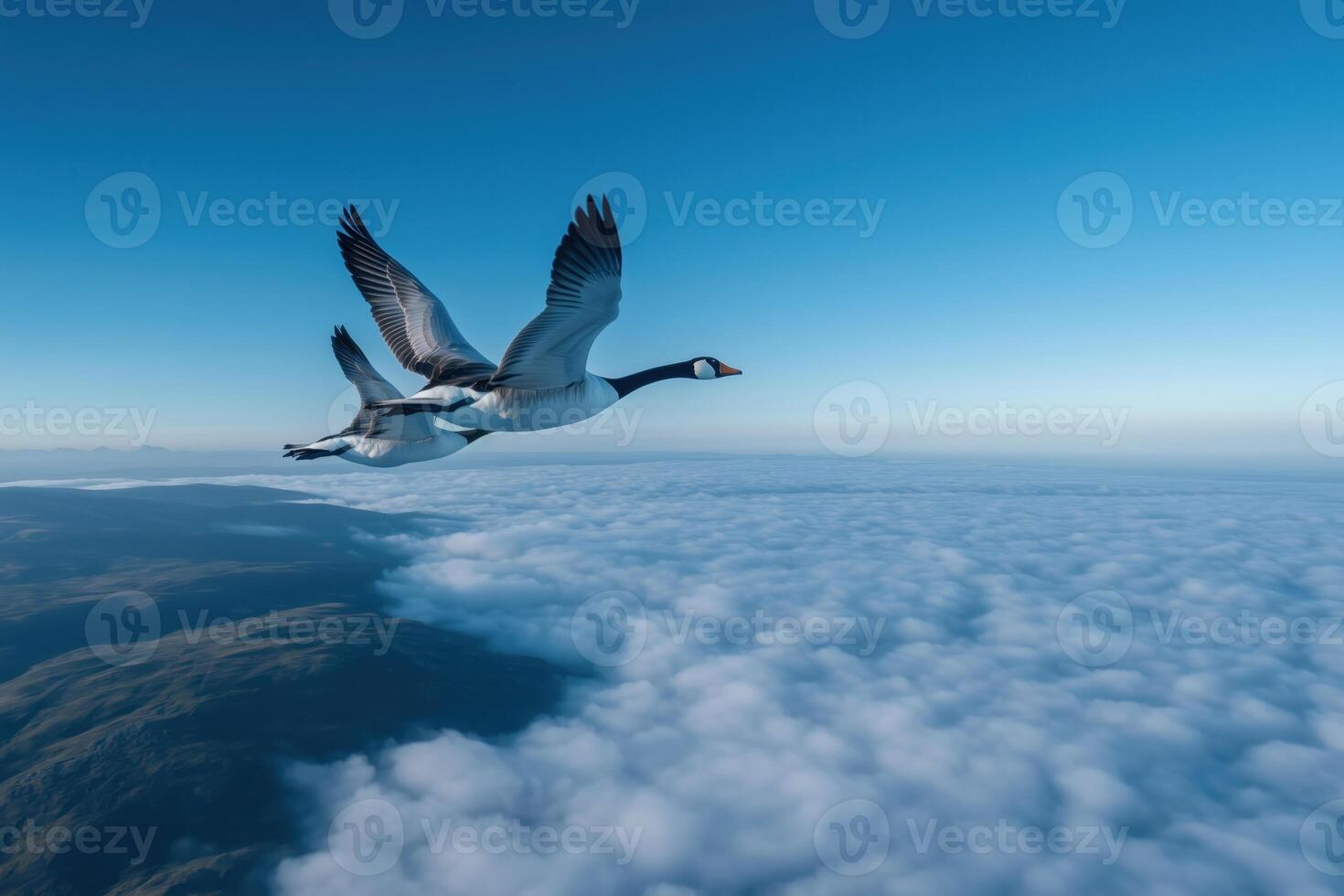 Flying wild Geese in the blue sky above the clouds. photo