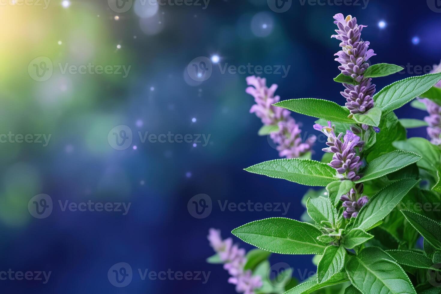 sage flowers with bokeh background, close-up. photo