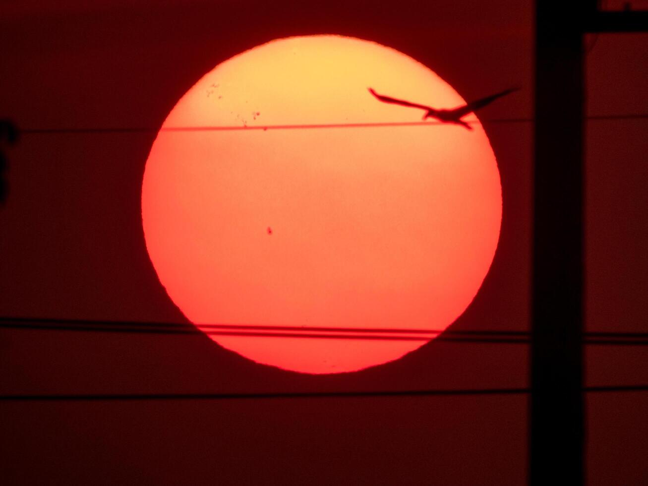 orange sunset over the garden photo