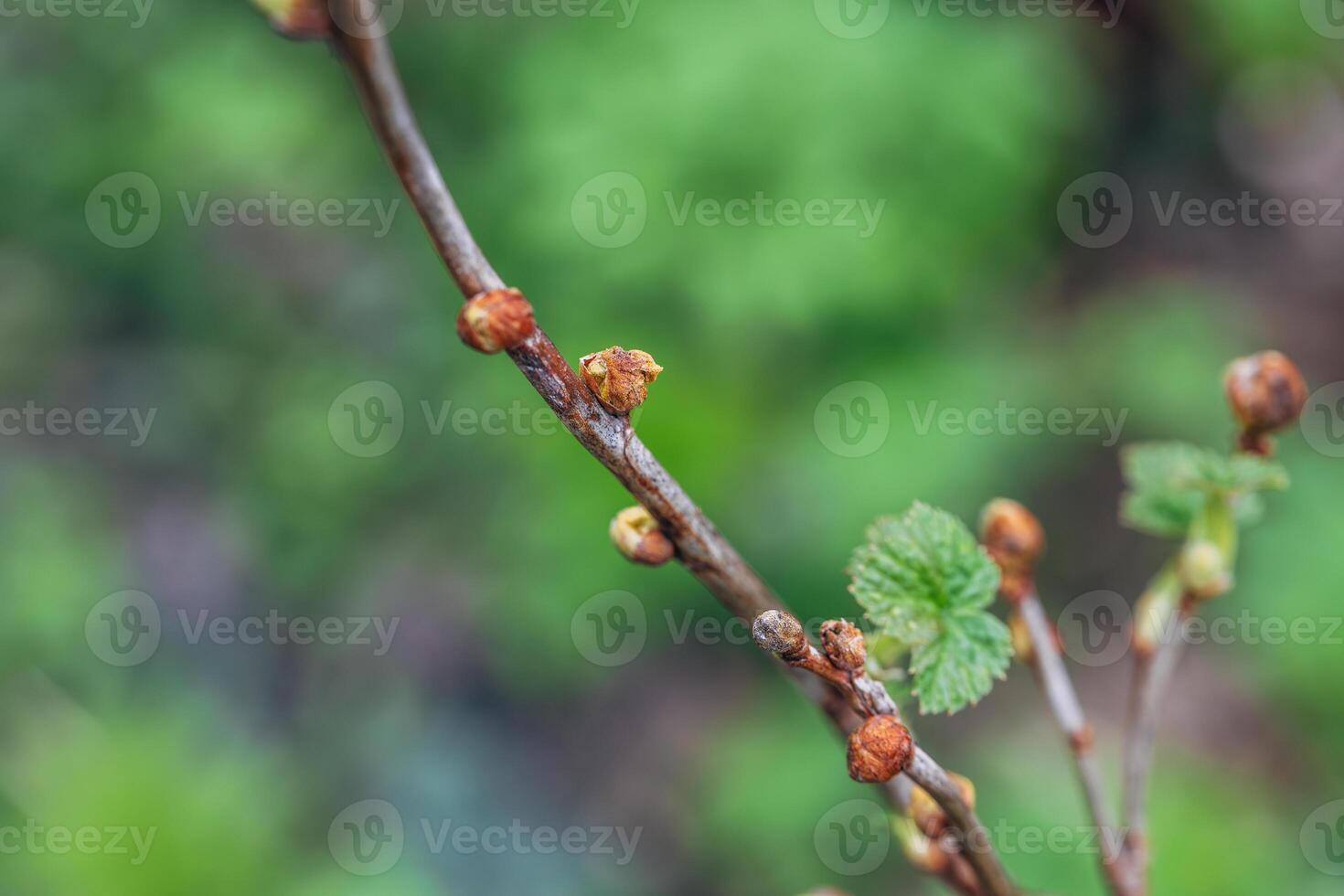 Blackcurrant Gall or Big Bud Mite pest. Infected enlarged round buds on young currant bush in Spring photo