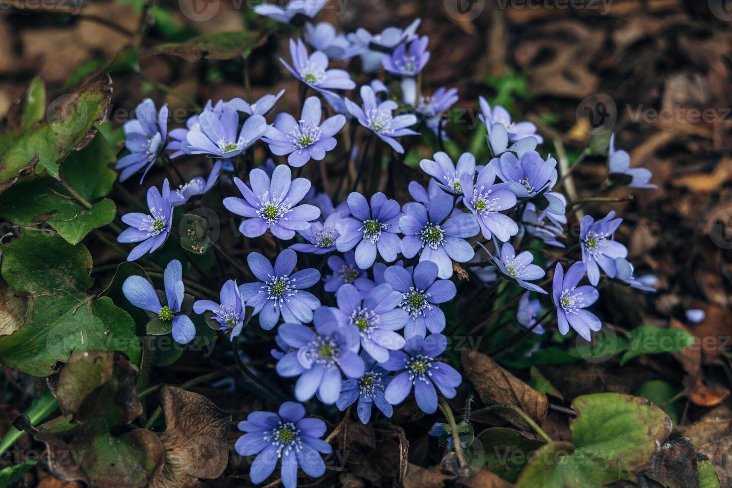 A clump of beautiful blue liverwort , Hepatica nobilis, one of spring's most magnificent flowers photo