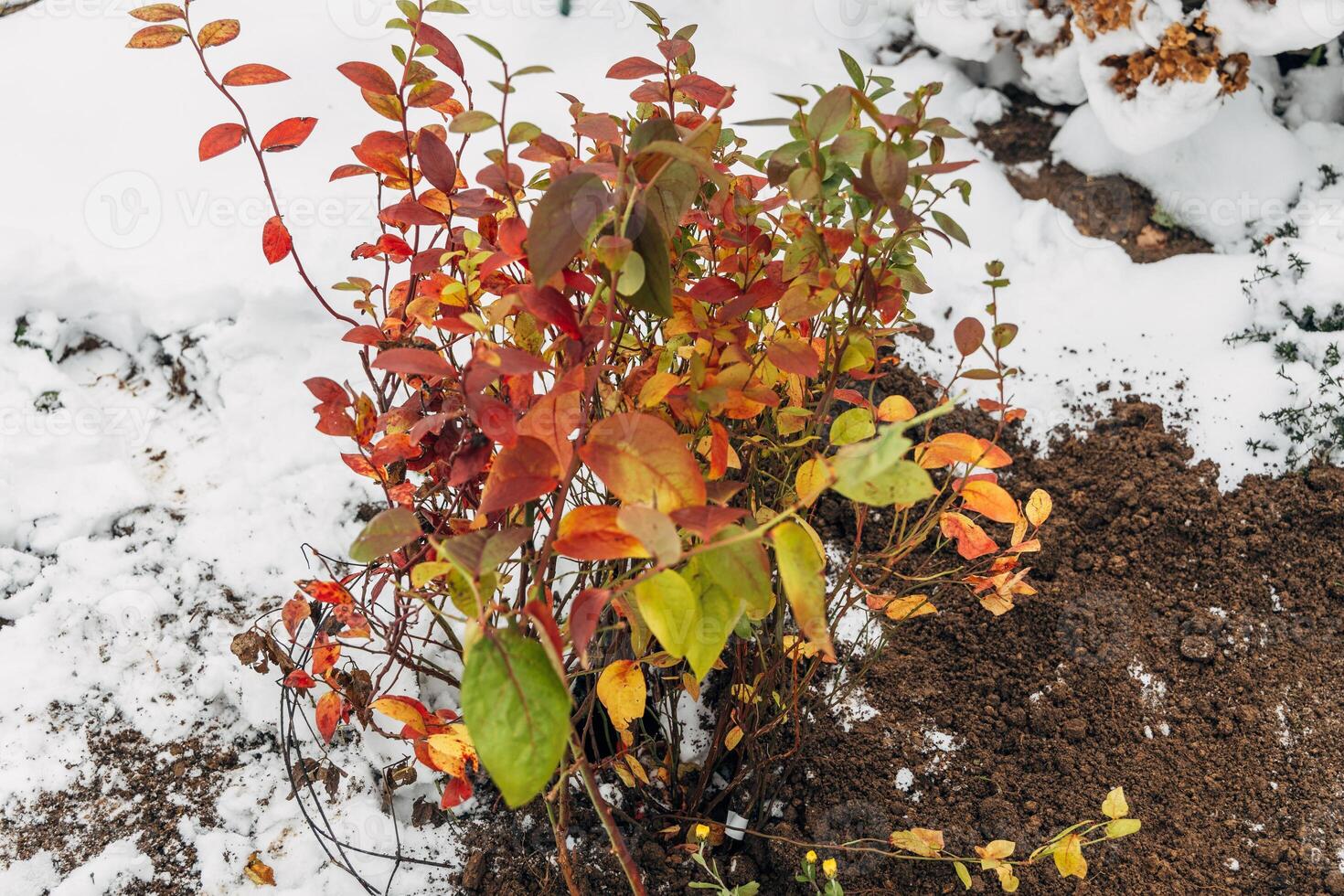 Winter digging of plants into pots in the ground photo