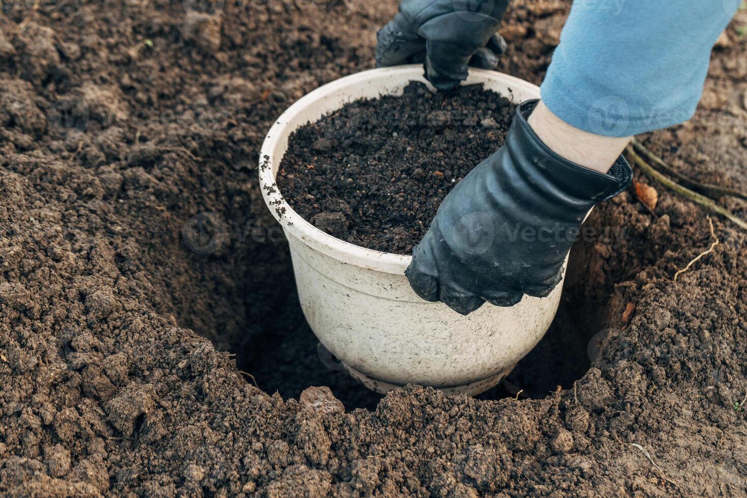 Winter digging of plants into pots in the ground photo