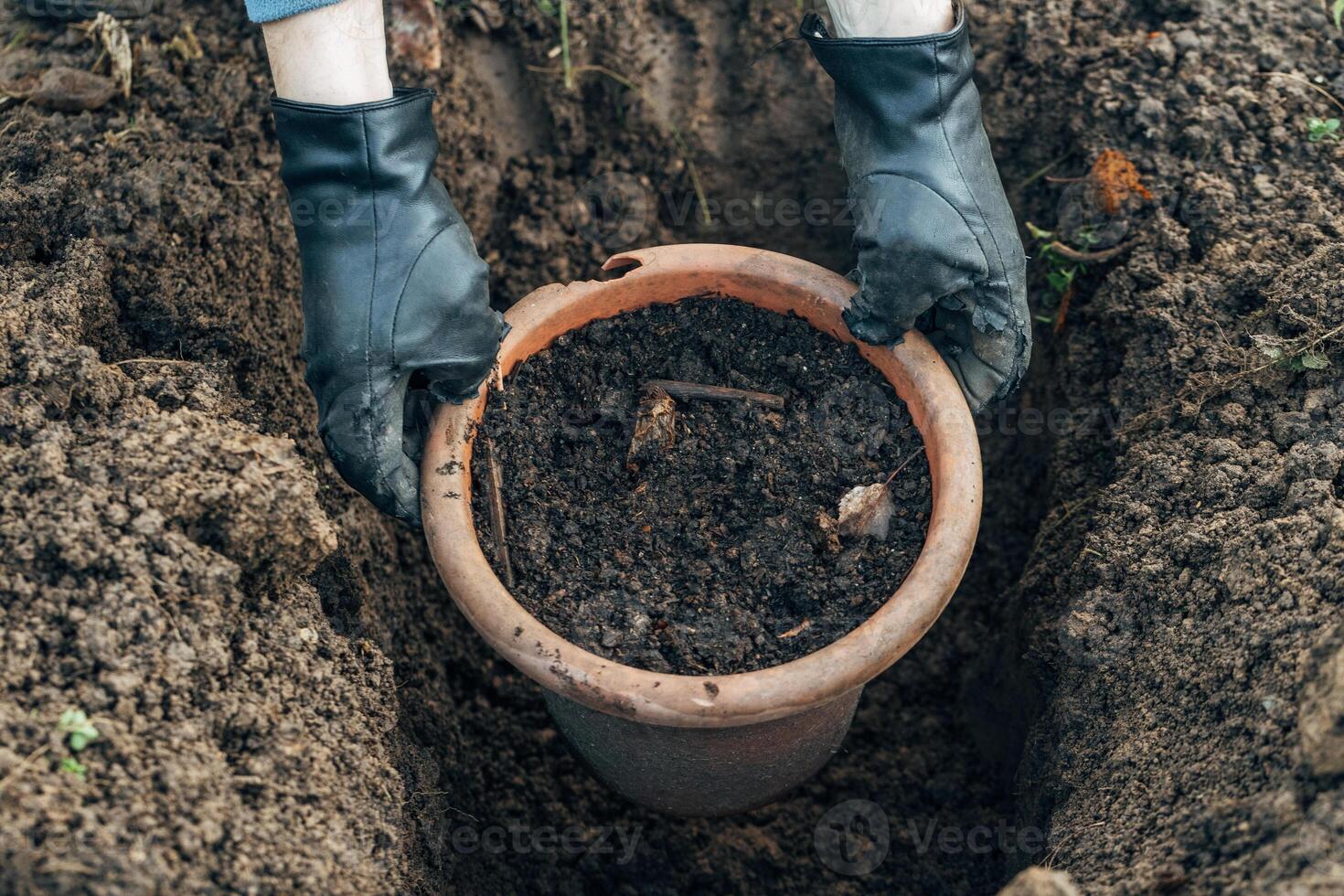 Winter digging of plants into pots in the ground photo