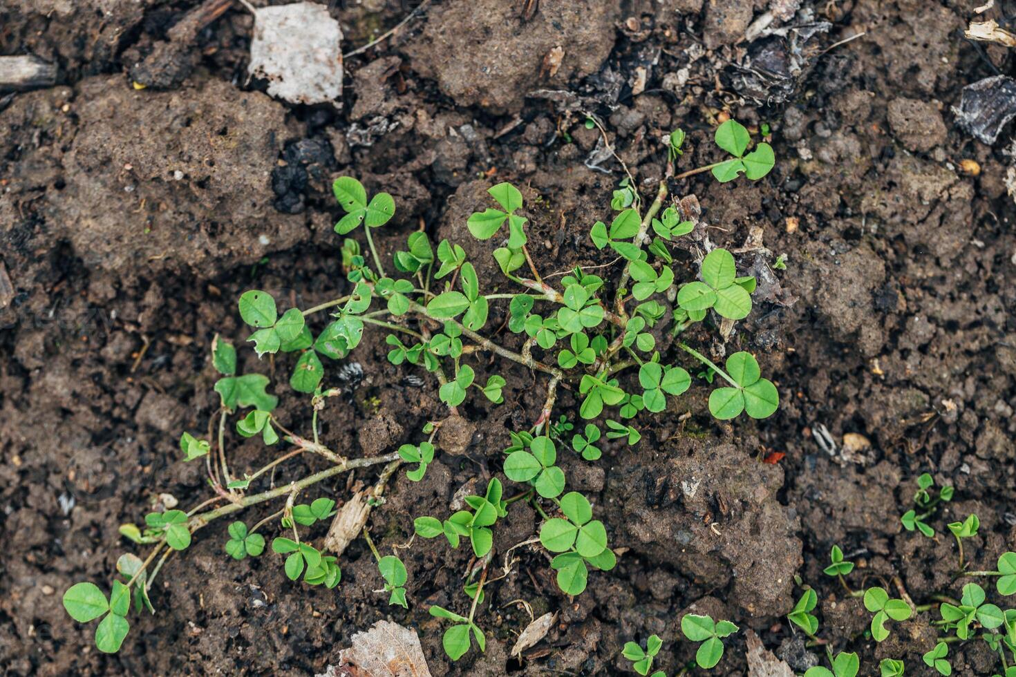 close up of The four leaf clover , Trifolium repens is a rare variety of the common three leaf clover. photo