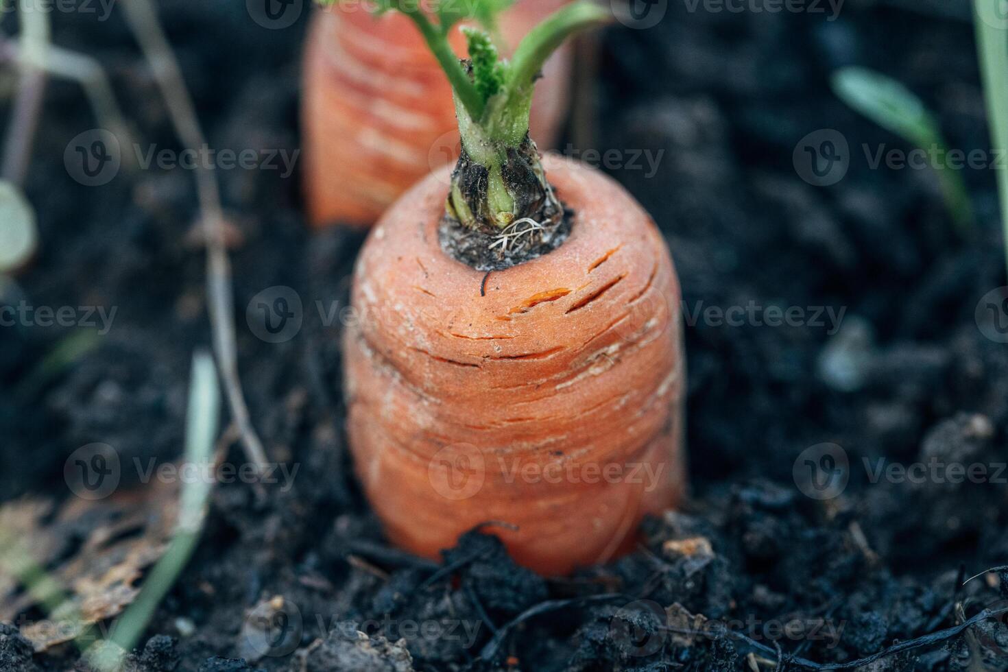 Carrot vegetable grows in the garden in the soil organic background closeup. photo