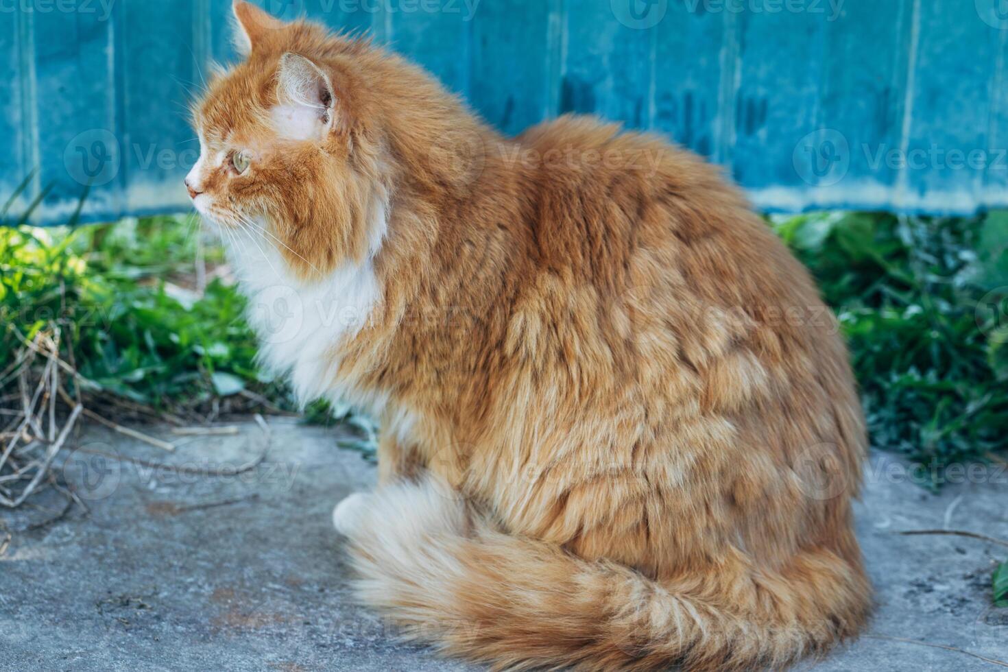 Portrait of a red cat against a green lawn. Red cat on a walk in good warm weather photo