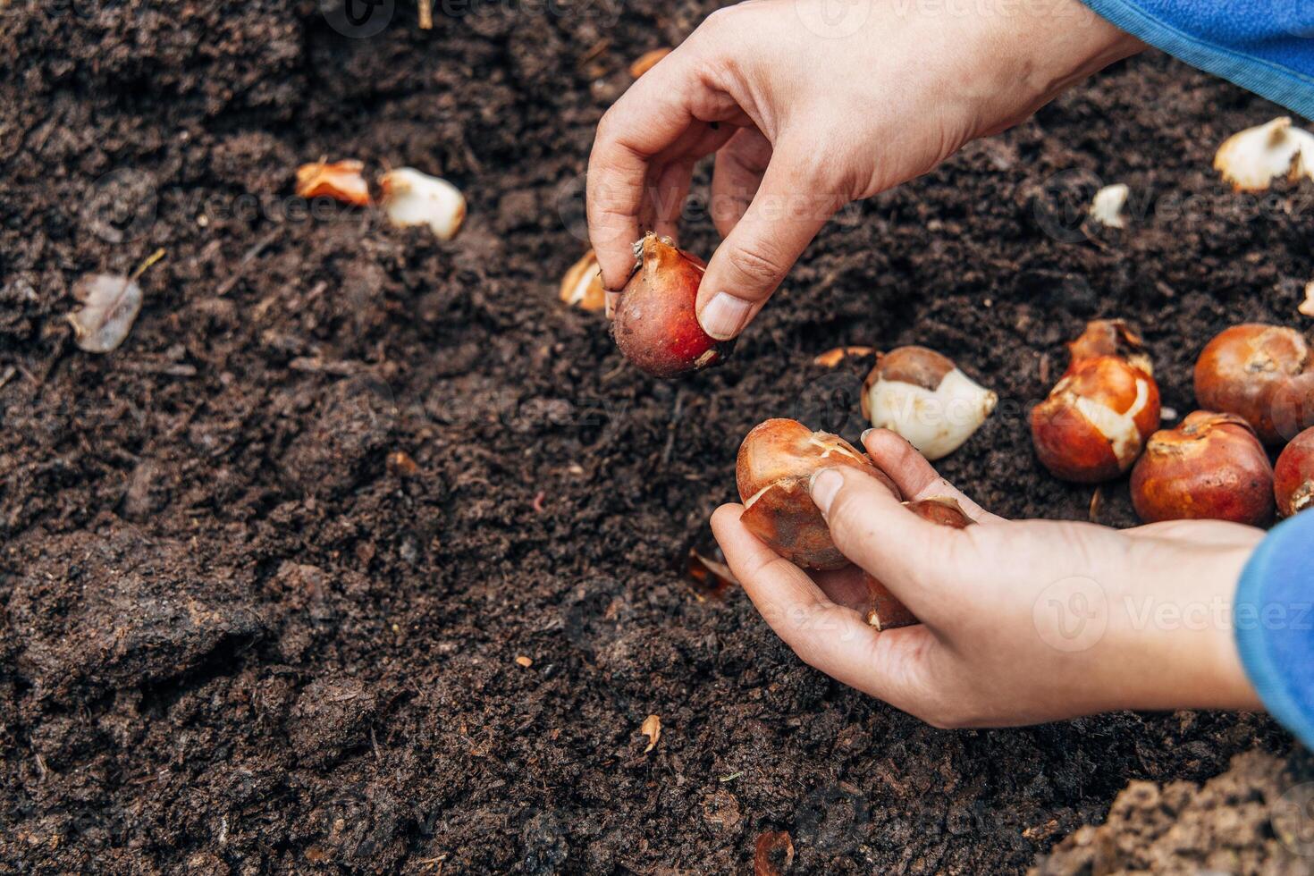 A gloved hand holds a shovel and fertilizes the ground before planting, autumn photo