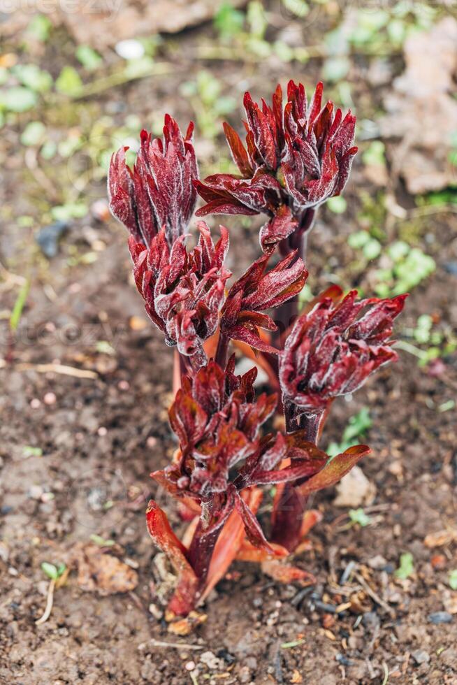 Young peony leaves sprouts break through soil ground in early spring. Young peony sprouts in spring. photo