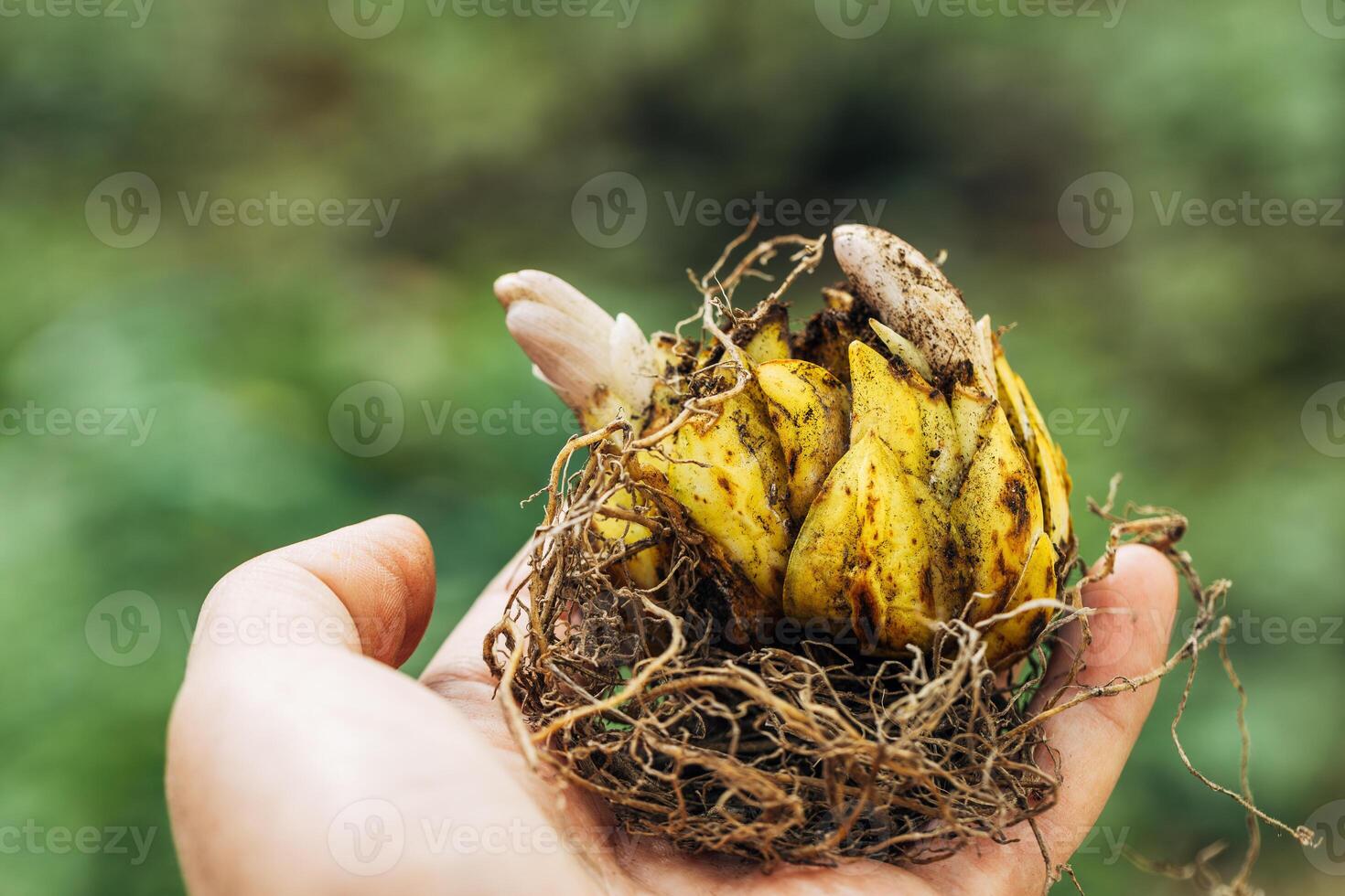 Lily bulb with sprout in hand photo