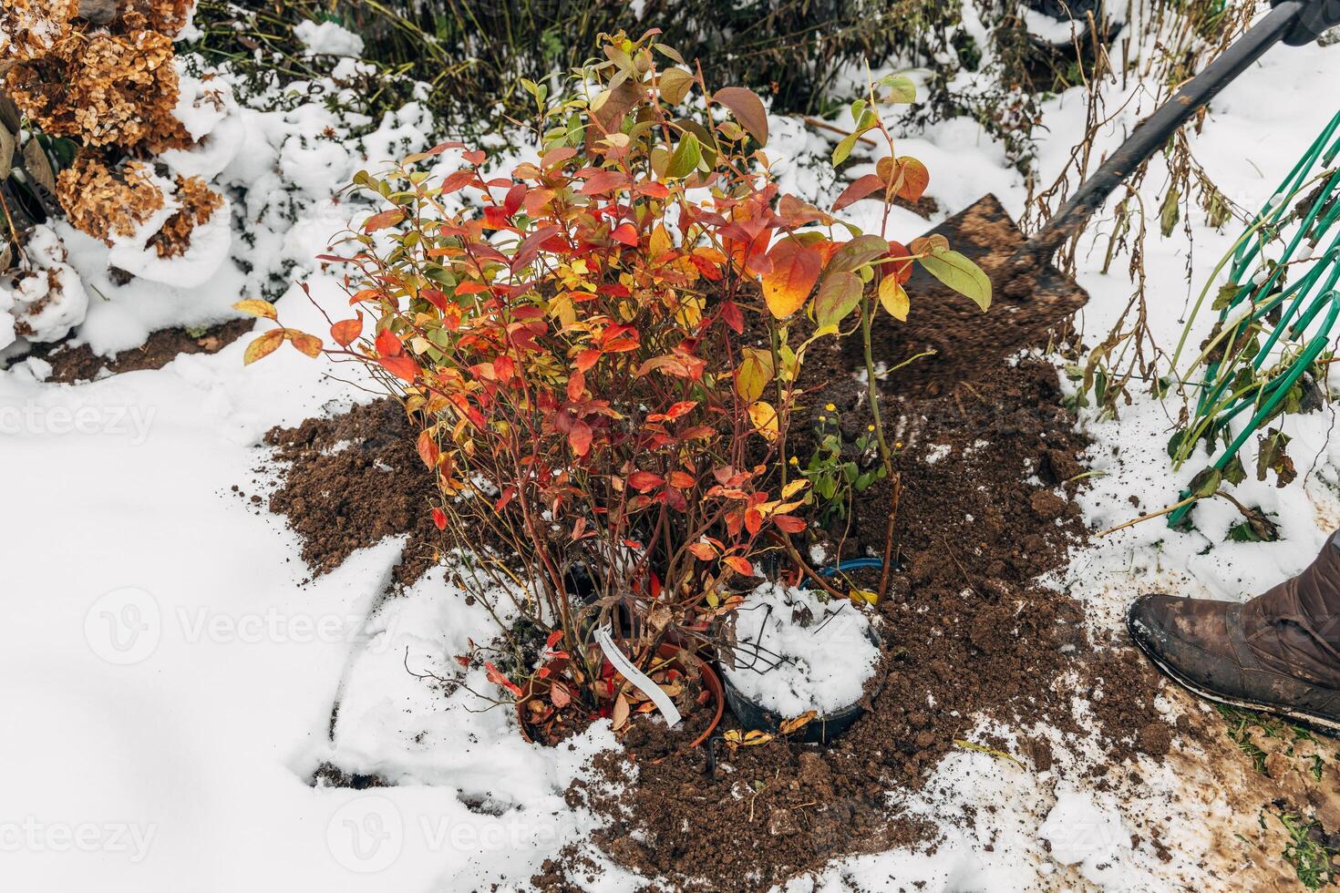 Winter digging of plants into pots in the ground photo