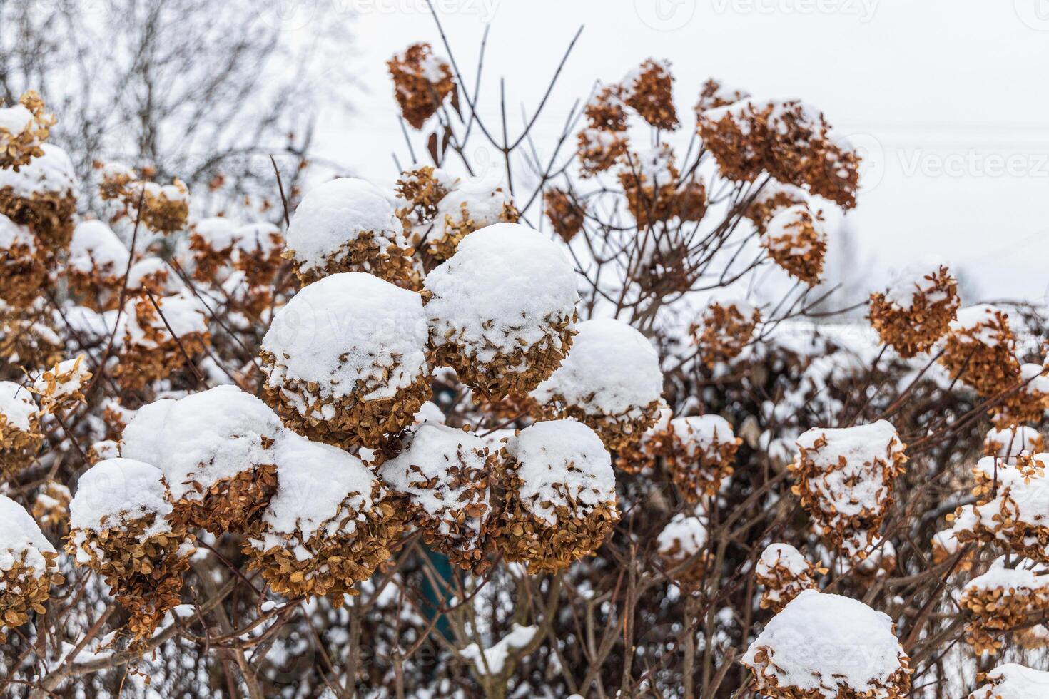 The withered inflorescences of a hydrangea are covered with snow. photo