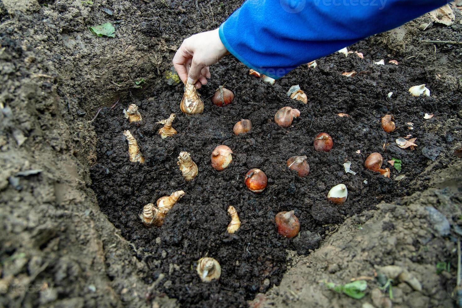 A gloved hand holds a shovel and fertilizes the ground before planting, autumn photo
