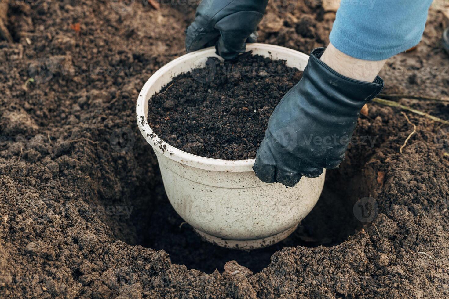 Winter digging of plants into pots in the ground photo