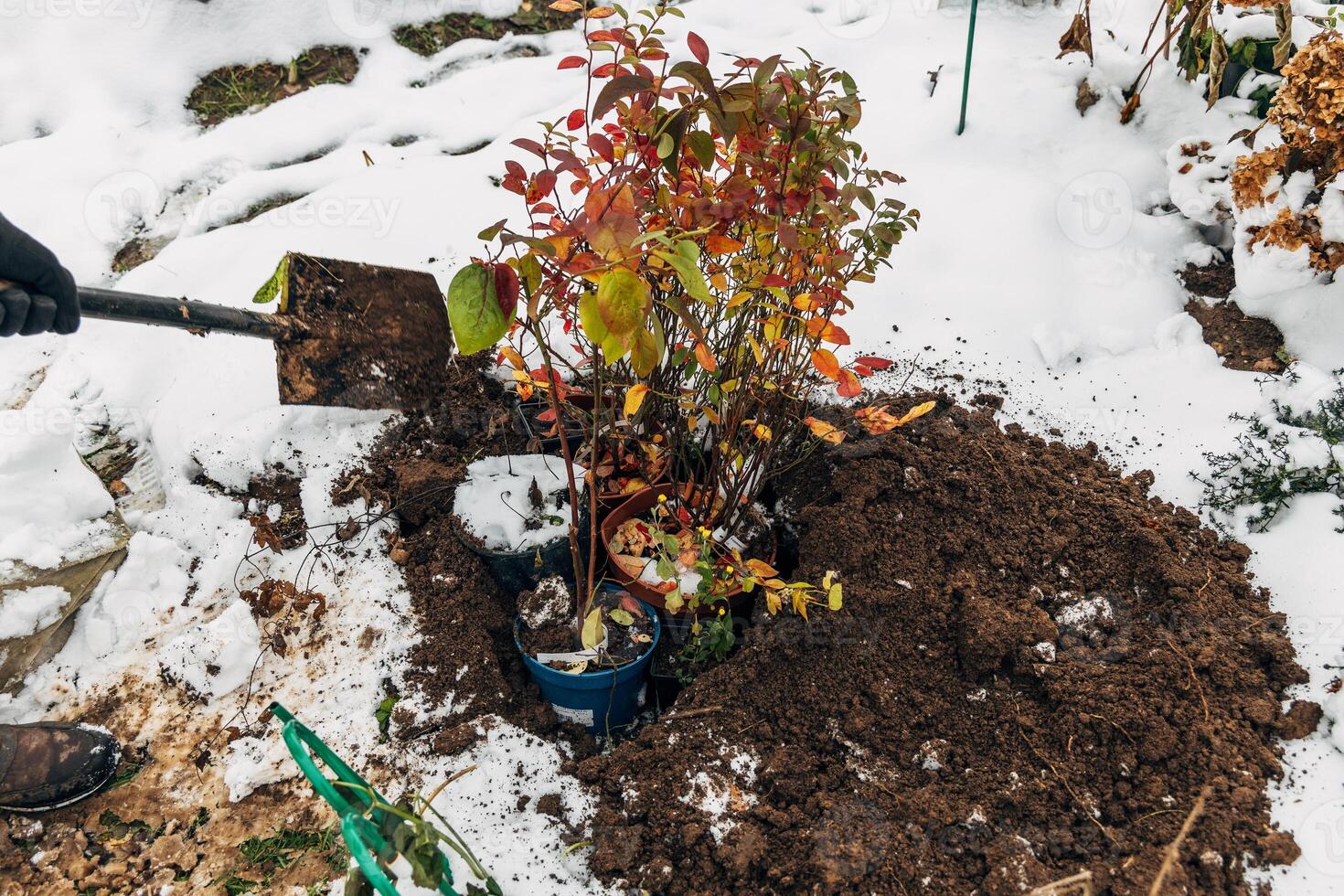 Winter digging of plants into pots in the ground photo
